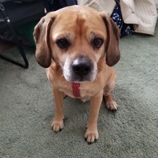 https://images.dog.ceo/breeds/puggle/IMG_114654.jpg