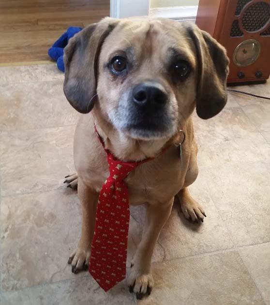 https://images.dog.ceo/breeds/puggle/IMG_124524.jpg