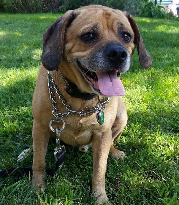 https://images.dog.ceo/breeds/puggle/IMG_153357.jpg