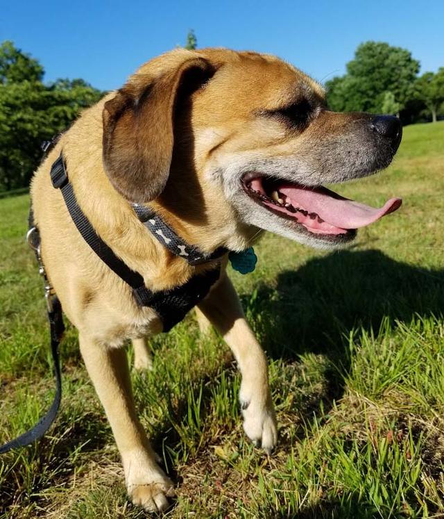 https://images.dog.ceo/breeds/puggle/IMG_174753.jpg