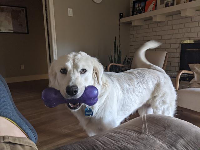 https://images.dog.ceo/breeds/pyrenees/maggie1.jpg