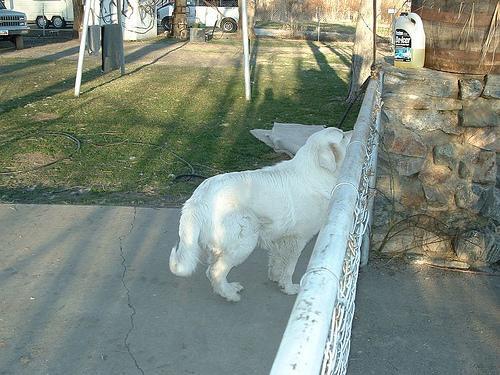 https://images.dog.ceo/breeds/pyrenees/n02111500_1031.jpg