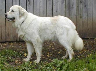 https://images.dog.ceo/breeds/pyrenees/n02111500_109.jpg