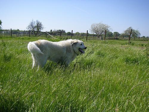 https://images.dog.ceo/breeds/pyrenees/n02111500_1097.jpg