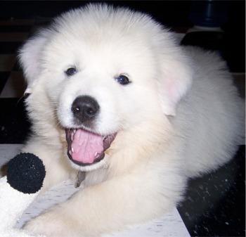 https://images.dog.ceo/breeds/pyrenees/n02111500_1170.jpg