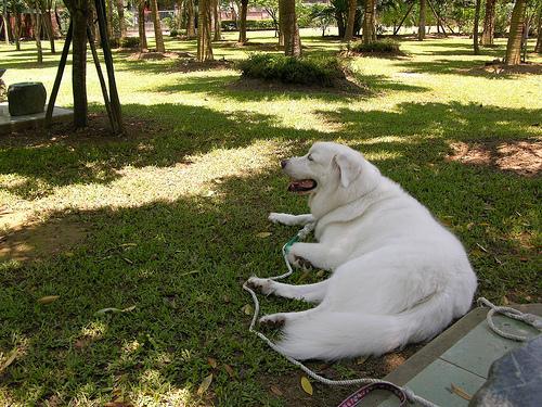 https://images.dog.ceo/breeds/pyrenees/n02111500_1203.jpg