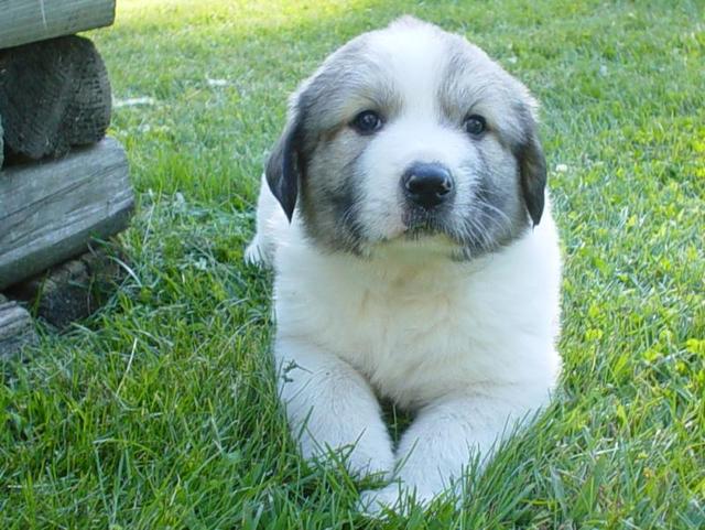 https://images.dog.ceo/breeds/pyrenees/n02111500_124.jpg