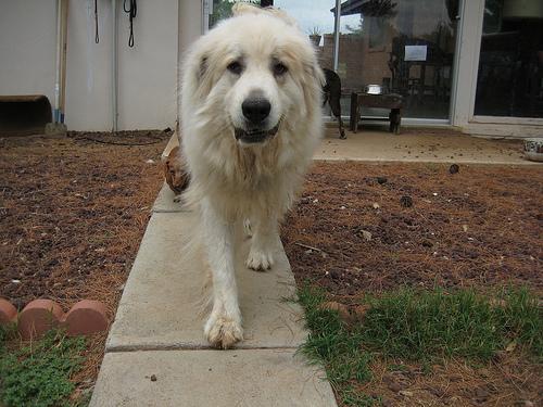 https://images.dog.ceo/breeds/pyrenees/n02111500_1314.jpg