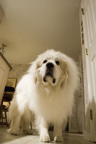 https://images.dog.ceo/breeds/pyrenees/n02111500_1474.jpg