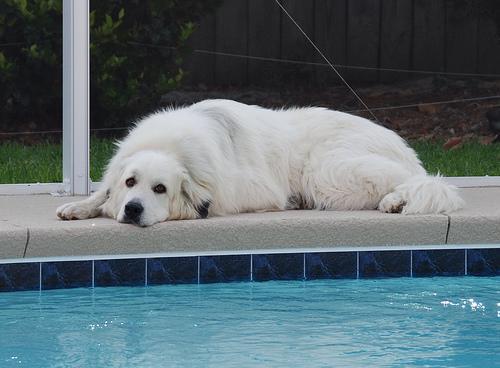 https://images.dog.ceo/breeds/pyrenees/n02111500_149.jpg