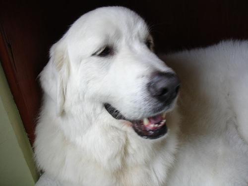 https://images.dog.ceo/breeds/pyrenees/n02111500_1590.jpg