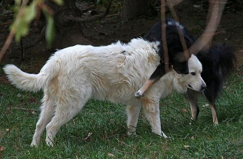 https://images.dog.ceo/breeds/pyrenees/n02111500_1718.jpg