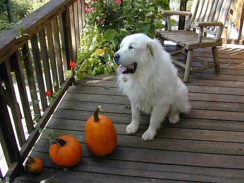 https://images.dog.ceo/breeds/pyrenees/n02111500_1743.jpg