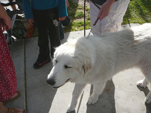 https://images.dog.ceo/breeds/pyrenees/n02111500_1777.jpg