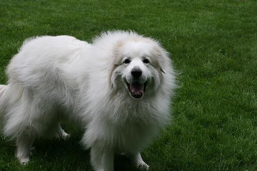 https://images.dog.ceo/breeds/pyrenees/n02111500_1787.jpg