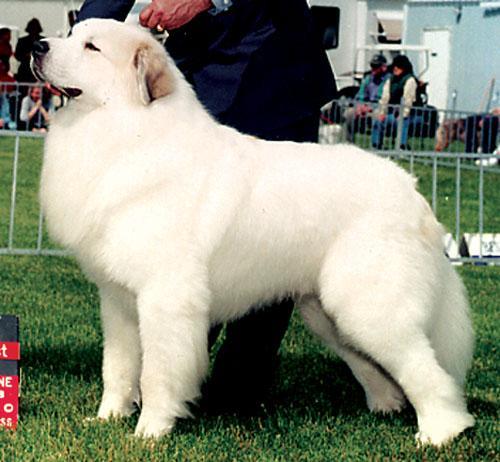 https://images.dog.ceo/breeds/pyrenees/n02111500_1879.jpg