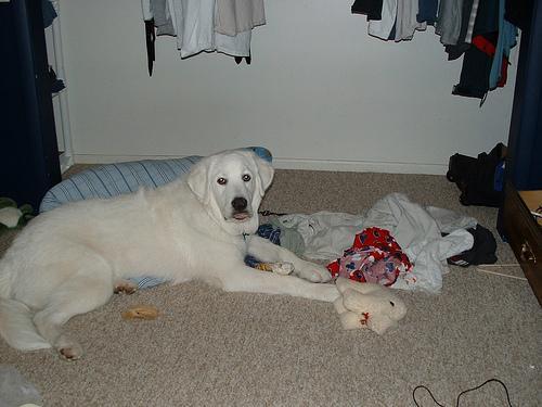 https://images.dog.ceo/breeds/pyrenees/n02111500_1943.jpg