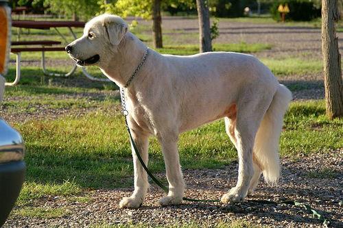 https://images.dog.ceo/breeds/pyrenees/n02111500_2010.jpg