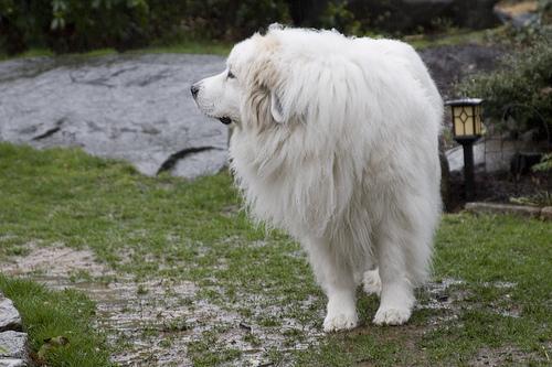 https://images.dog.ceo/breeds/pyrenees/n02111500_205.jpg