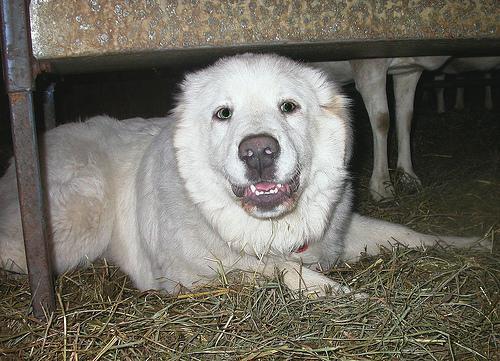 https://images.dog.ceo/breeds/pyrenees/n02111500_2185.jpg