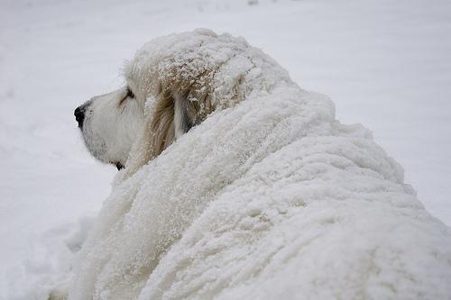 https://images.dog.ceo/breeds/pyrenees/n02111500_2491.jpg