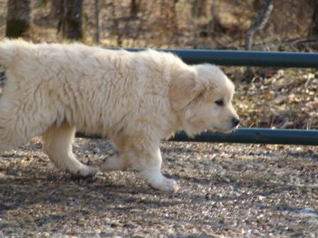 https://images.dog.ceo/breeds/pyrenees/n02111500_2522.jpg