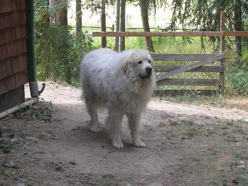 https://images.dog.ceo/breeds/pyrenees/n02111500_2572.jpg