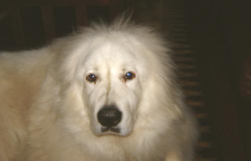 https://images.dog.ceo/breeds/pyrenees/n02111500_260.jpg