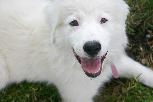 https://images.dog.ceo/breeds/pyrenees/n02111500_2617.jpg