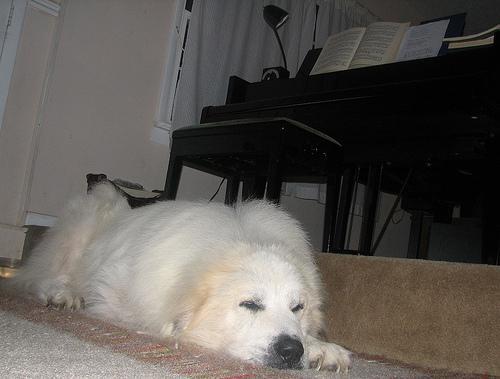 https://images.dog.ceo/breeds/pyrenees/n02111500_2668.jpg