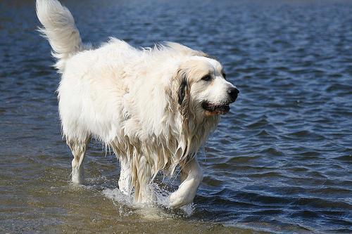 https://images.dog.ceo/breeds/pyrenees/n02111500_2736.jpg