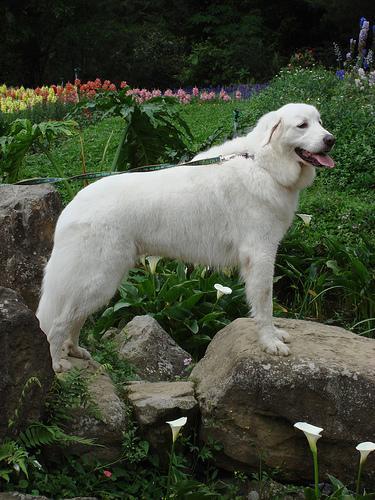 https://images.dog.ceo/breeds/pyrenees/n02111500_2747.jpg