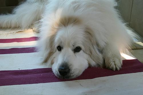 https://images.dog.ceo/breeds/pyrenees/n02111500_287.jpg