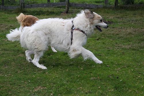 https://images.dog.ceo/breeds/pyrenees/n02111500_2905.jpg