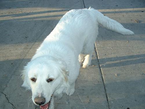 https://images.dog.ceo/breeds/pyrenees/n02111500_3011.jpg