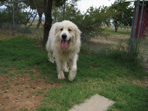 https://images.dog.ceo/breeds/pyrenees/n02111500_3095.jpg