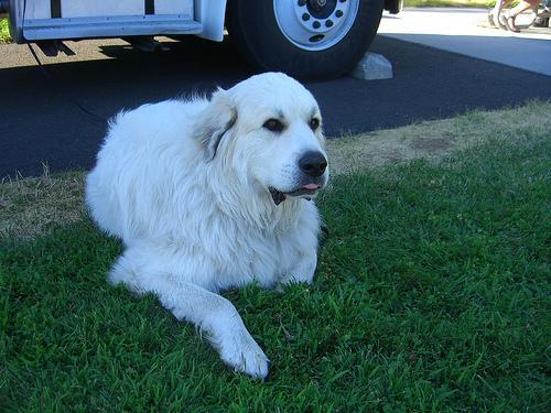 https://images.dog.ceo/breeds/pyrenees/n02111500_31.jpg