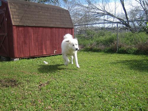 https://images.dog.ceo/breeds/pyrenees/n02111500_32.jpg