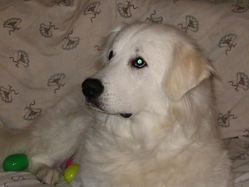 https://images.dog.ceo/breeds/pyrenees/n02111500_3200.jpg