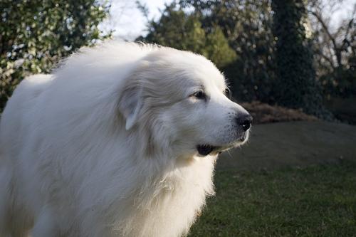 https://images.dog.ceo/breeds/pyrenees/n02111500_3306.jpg