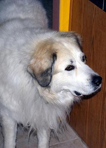 https://images.dog.ceo/breeds/pyrenees/n02111500_3333.jpg