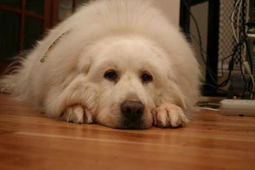 https://images.dog.ceo/breeds/pyrenees/n02111500_337.jpg