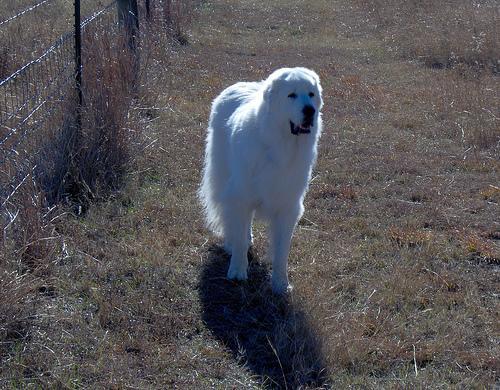 https://images.dog.ceo/breeds/pyrenees/n02111500_3597.jpg