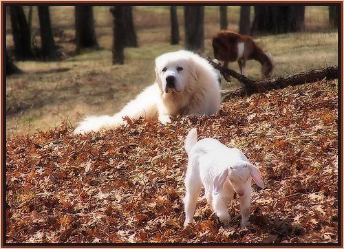 https://images.dog.ceo/breeds/pyrenees/n02111500_3746.jpg