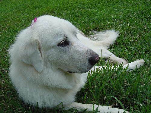 https://images.dog.ceo/breeds/pyrenees/n02111500_3835.jpg