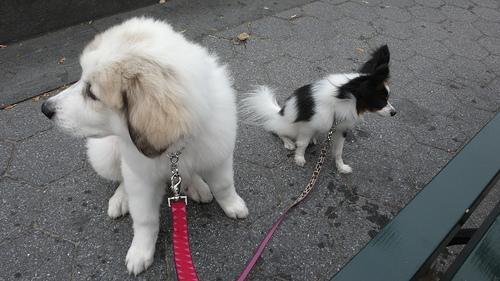 https://images.dog.ceo/breeds/pyrenees/n02111500_3863.jpg