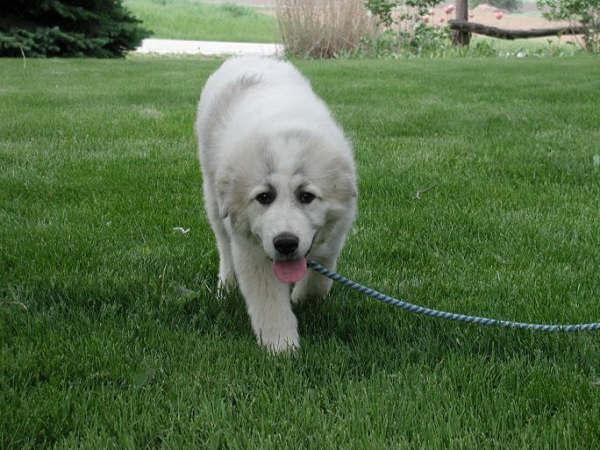 https://images.dog.ceo/breeds/pyrenees/n02111500_4147.jpg