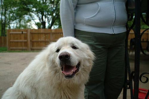 https://images.dog.ceo/breeds/pyrenees/n02111500_4315.jpg