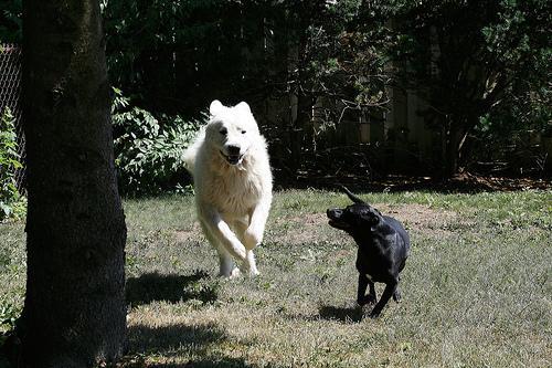 https://images.dog.ceo/breeds/pyrenees/n02111500_4358.jpg