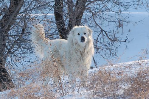 https://images.dog.ceo/breeds/pyrenees/n02111500_4636.jpg